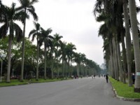 台大椰林大道....<br/> 攝影：amo