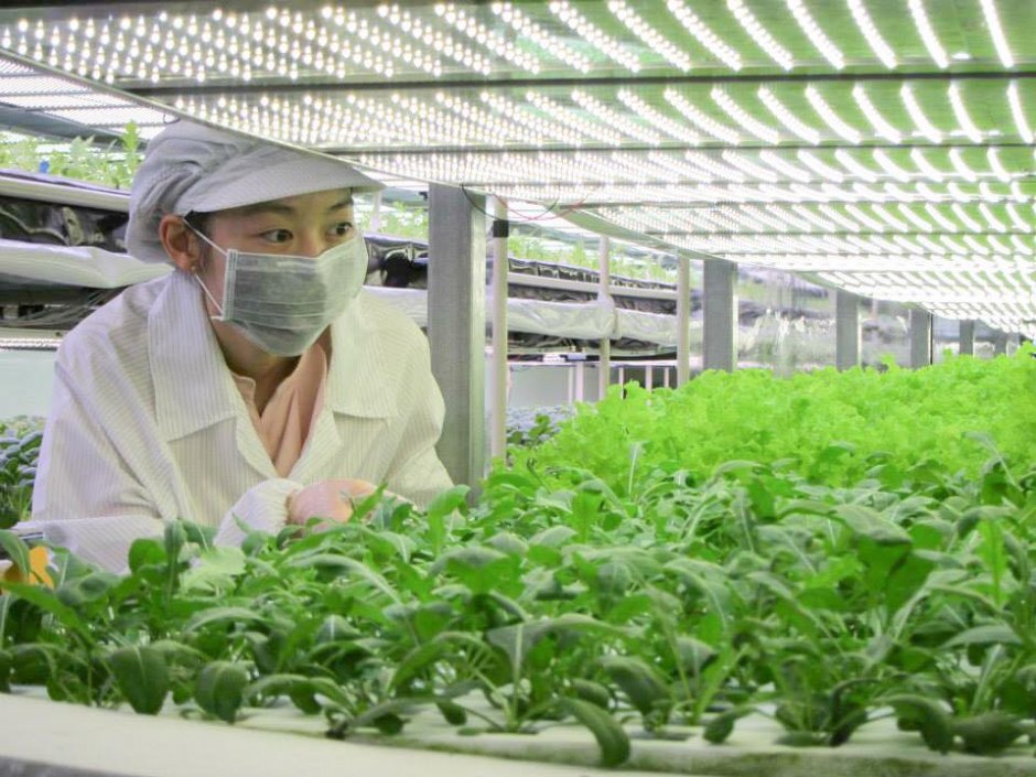 智慧農場 攝影：源鮮智慧農場