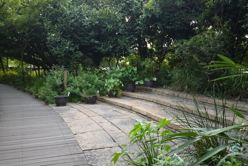 鳥松濕地公園 攝影：三井