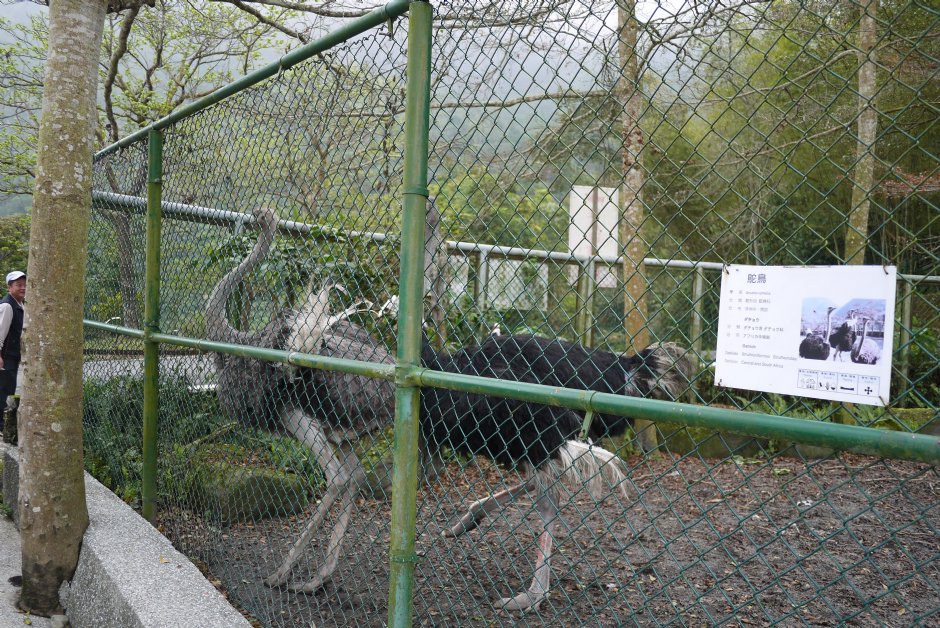 鳳凰谷鴕鳥園 攝影：三井