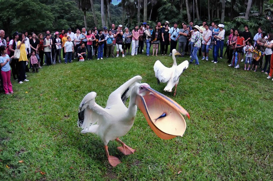 鵜鶘餵食 攝影：綠世界生態農場 提供