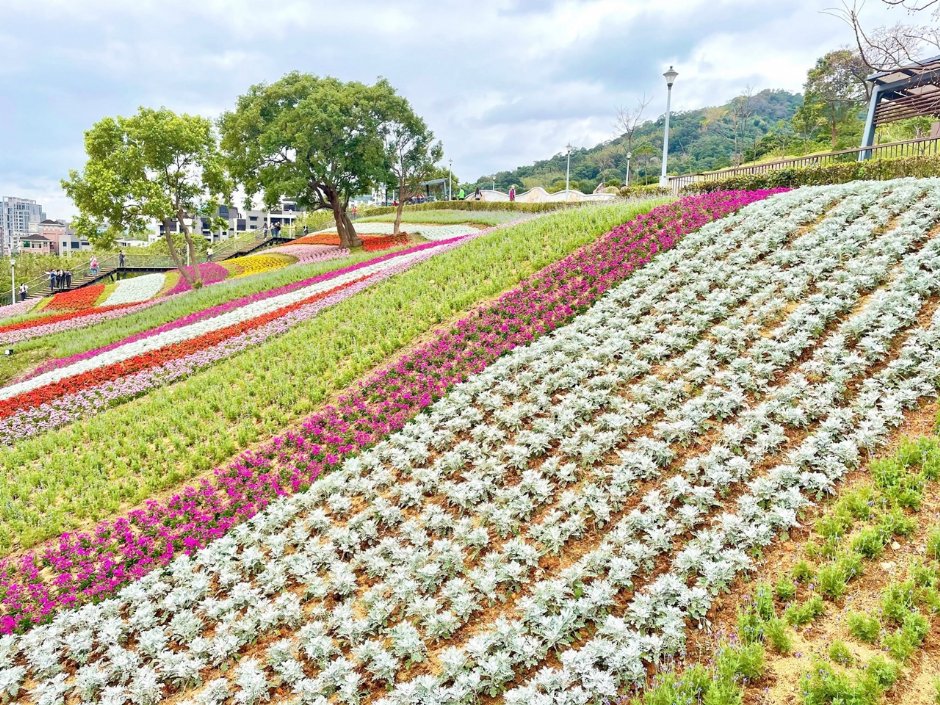 北投社三層崎公園大片花海被譽為台版富良野 攝影：Eva隨手拍