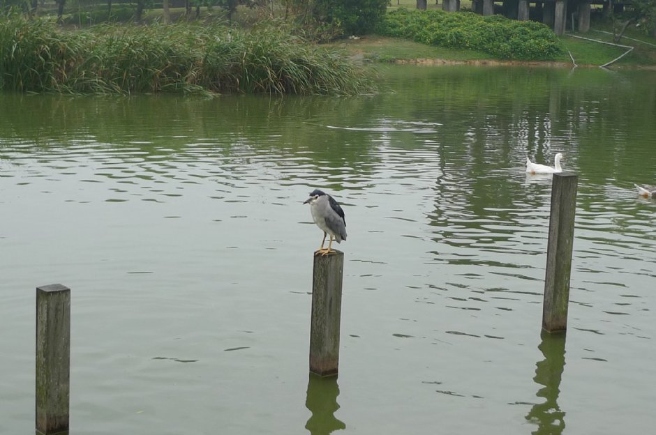 八德埤塘生態公園 攝影：Eva隨手拍