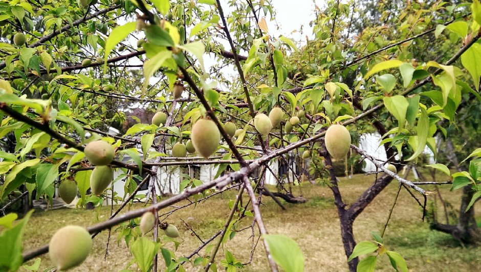 角板山行館是著名的賞梅勝地 攝影：Eva隨手拍