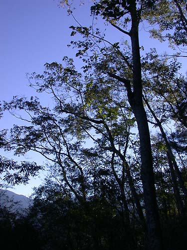 古道上的一景 攝影：阿英的登山小站
