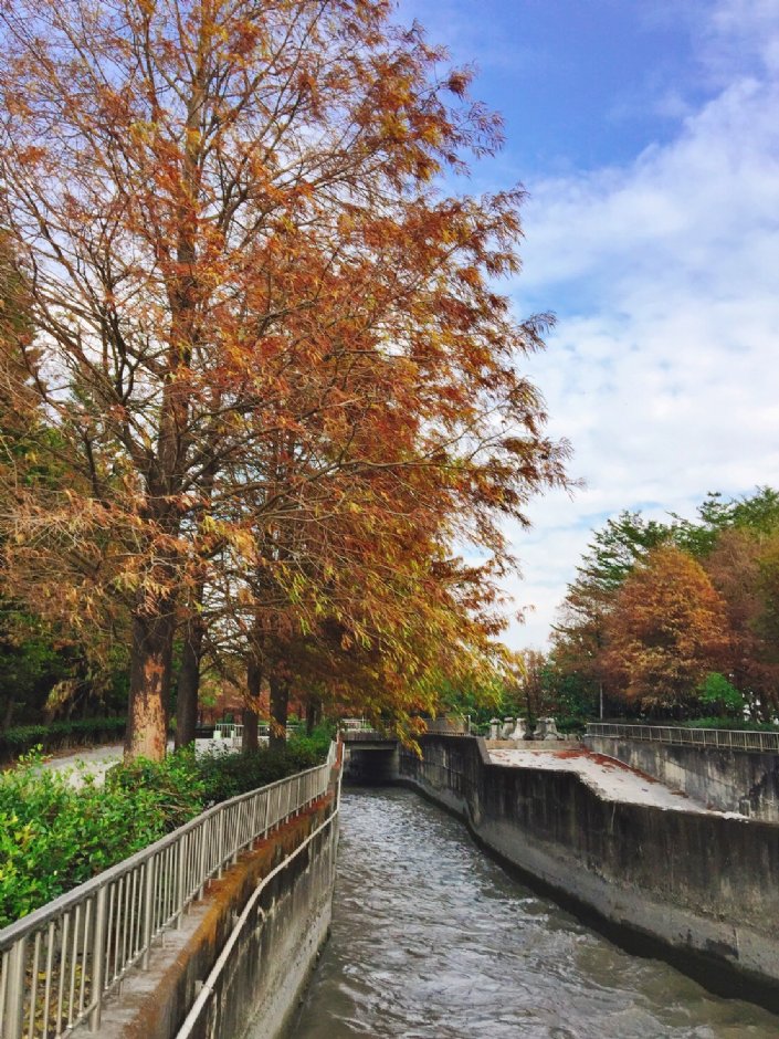 水圳旁落羽松是人氣景點 攝影：Hoda 提供