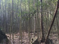 八仙山國家森林遊樂區<br/> 攝影：Rony