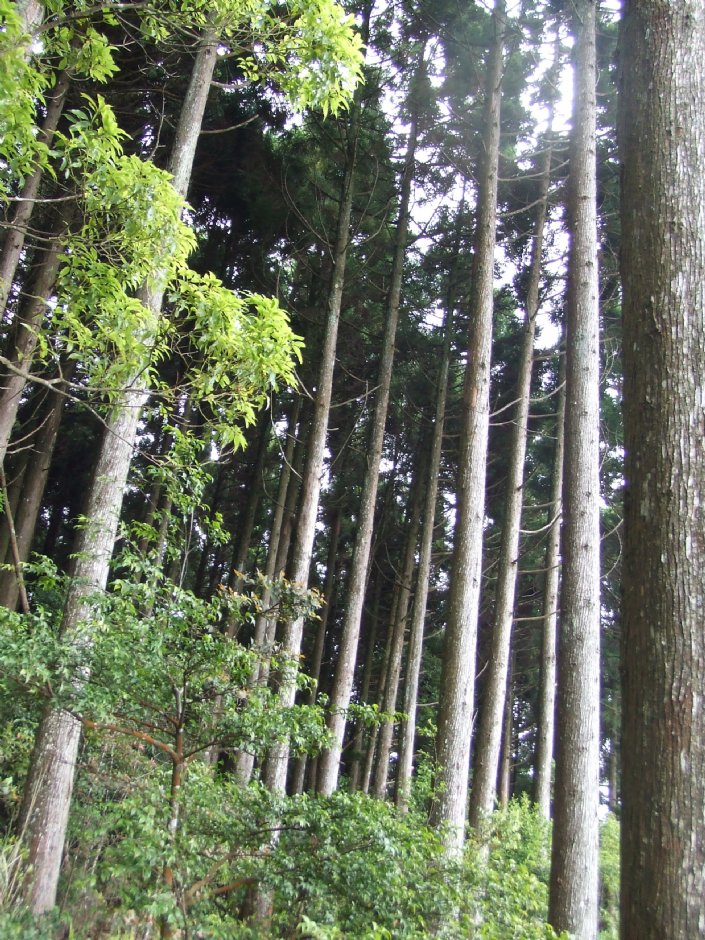 野馬瞰山步道 攝影：Lu