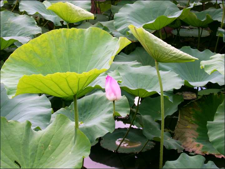 荷花池 攝影：Eva隨手拍