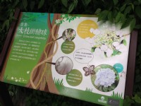 棲蘭神木園<br/> 攝影：陳皮梅