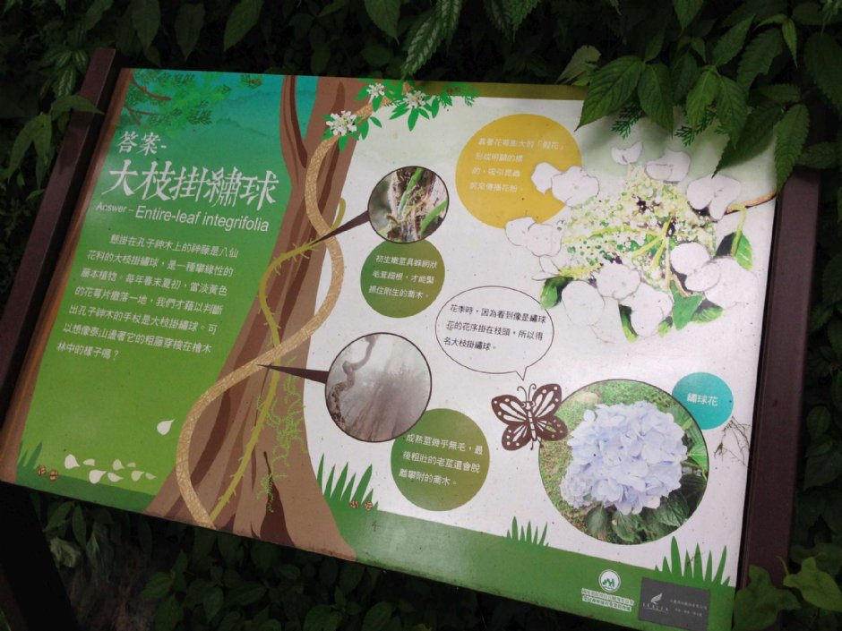 棲蘭神木園 攝影：陳皮梅