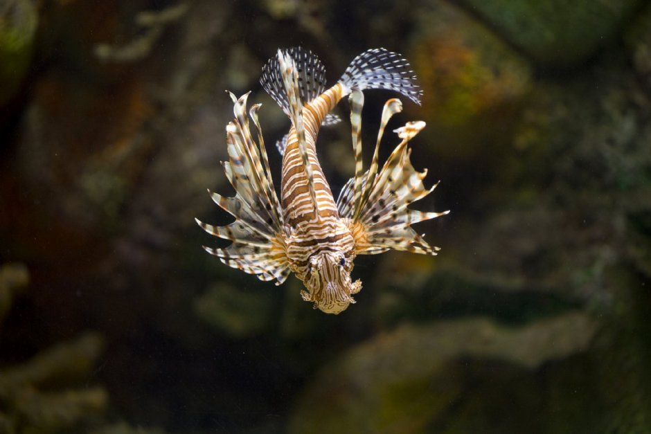 澎湖水族館獅子魚 攝影：澎湖水族館