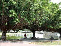 水池公園的大樹景觀<br/> 攝影：老山羊部落格