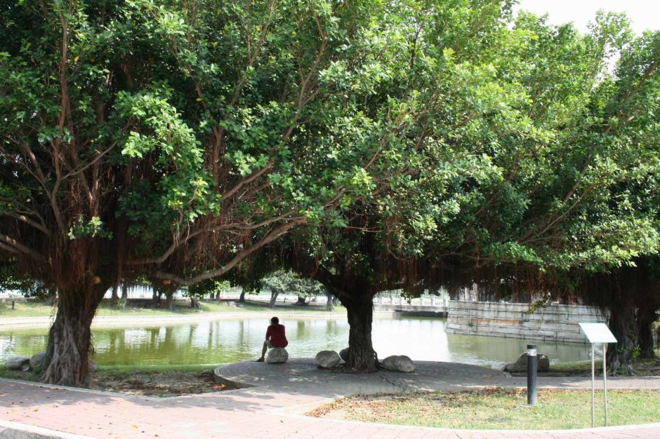 水池公園的大樹景觀 攝影：老山羊部落格