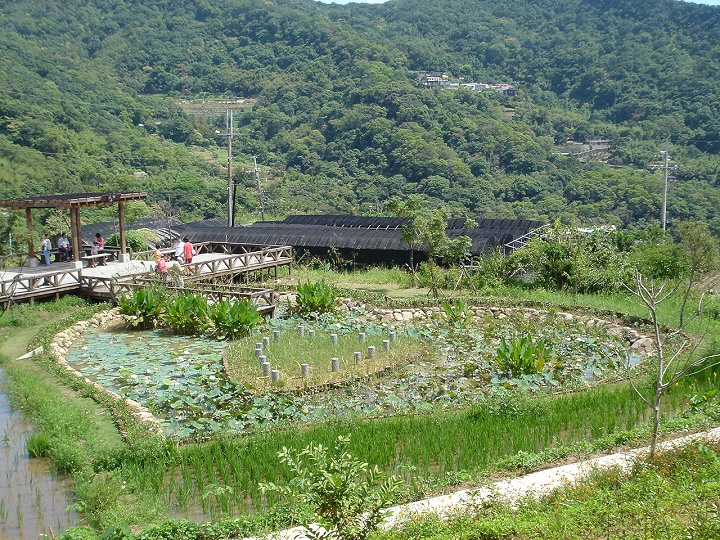 后湖湿地-同心池 摄影：陳美吟