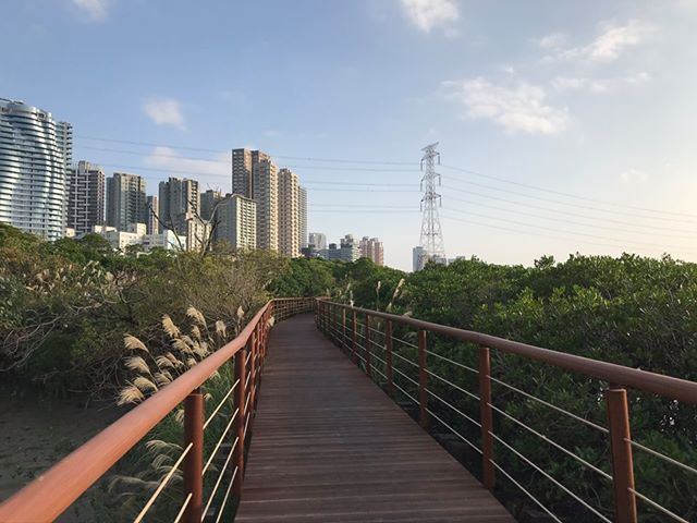 淡水河紅樹林自然保留區 攝影：紅樹林生態教育館 提供