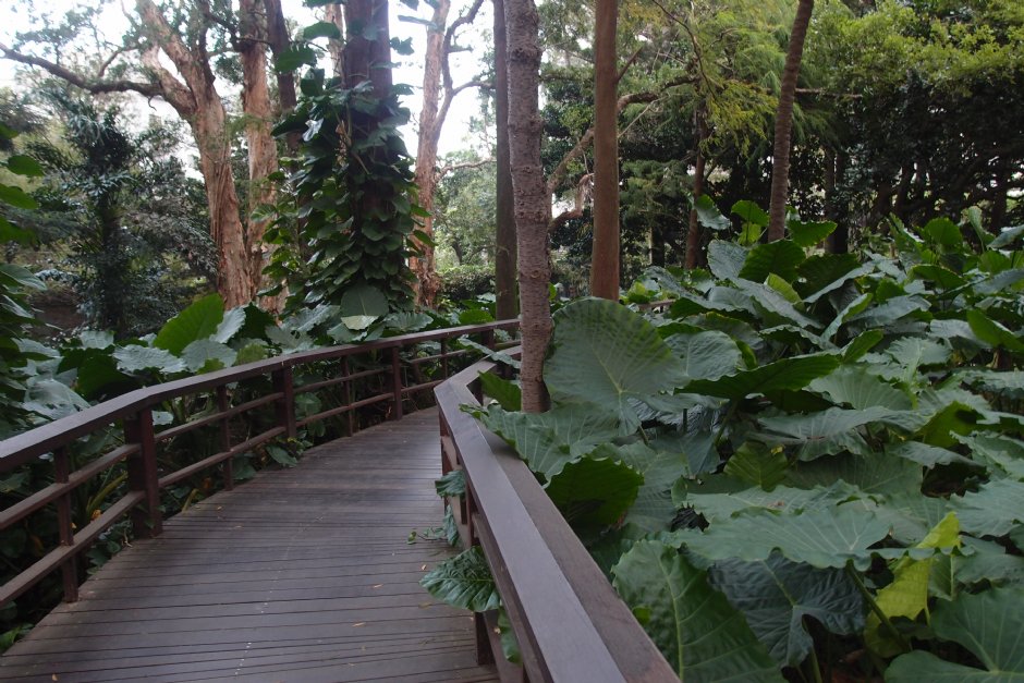 台北植物園 攝影：xcatx