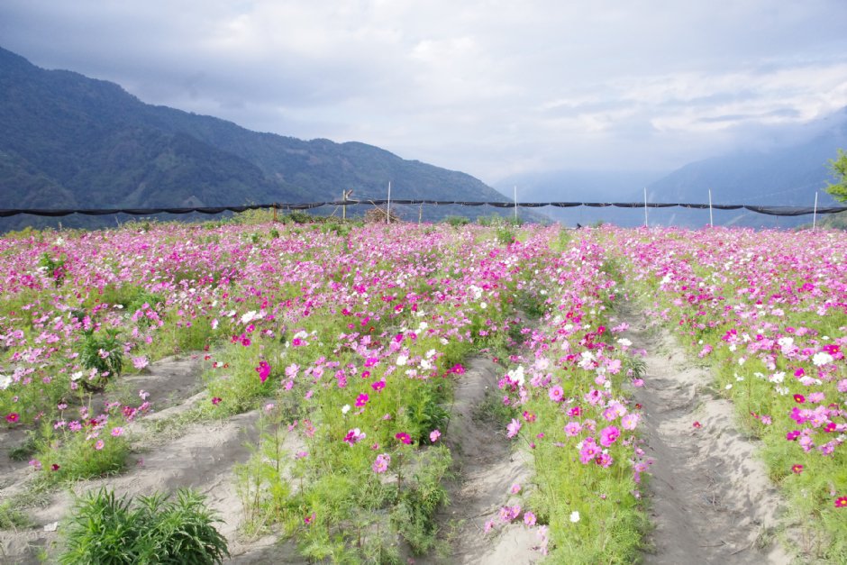 草坪頭玉山觀光茶園 攝影：Eva隨手拍