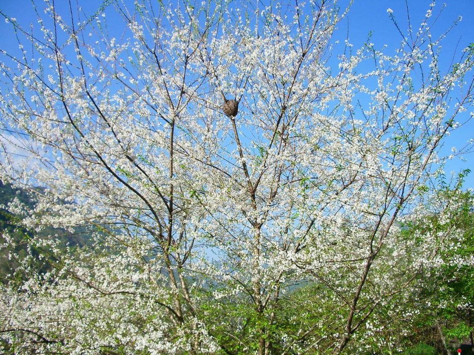 滿山櫻花 攝影：老山羊部落格