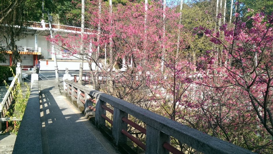 基隆中正公園賞櫻 攝影：Eva隨手拍