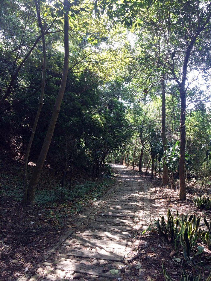 瑞井登山步道 攝影：Eva隨手拍
