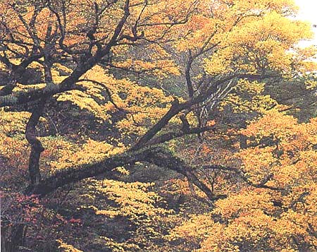 參天大樹-01 攝影：四川旅遊信息網