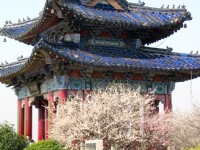 南京梅花山<br/> 攝影：馮順