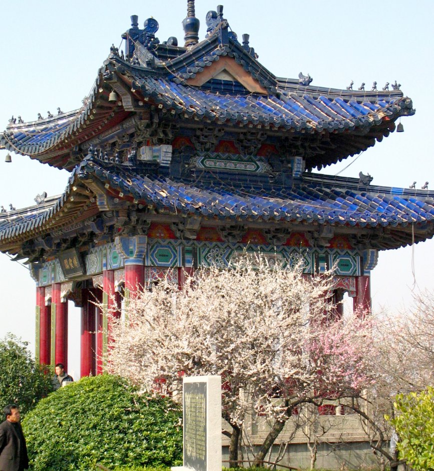 南京梅花山 攝影：馮順