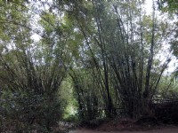 茶花莊<br/> 攝影：Lu