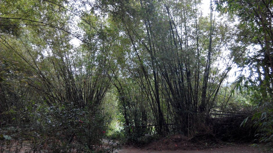 茶花莊 攝影：Lu