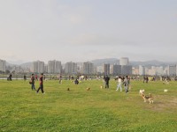 迎風狗運動公園<br/> 攝影：amo