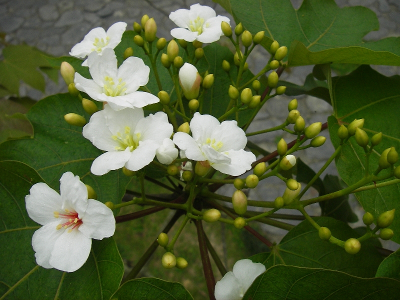 960308第一株桐花 攝影：牛耳藝術渡假村