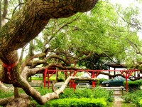 圍起欄杆保護<br/> 攝影：游芝榕