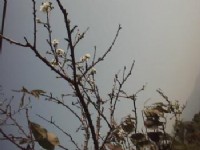 寒梅<br/> 攝影：郭香妙