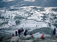 多依樹<br/> 攝影：金漢妮旅行社