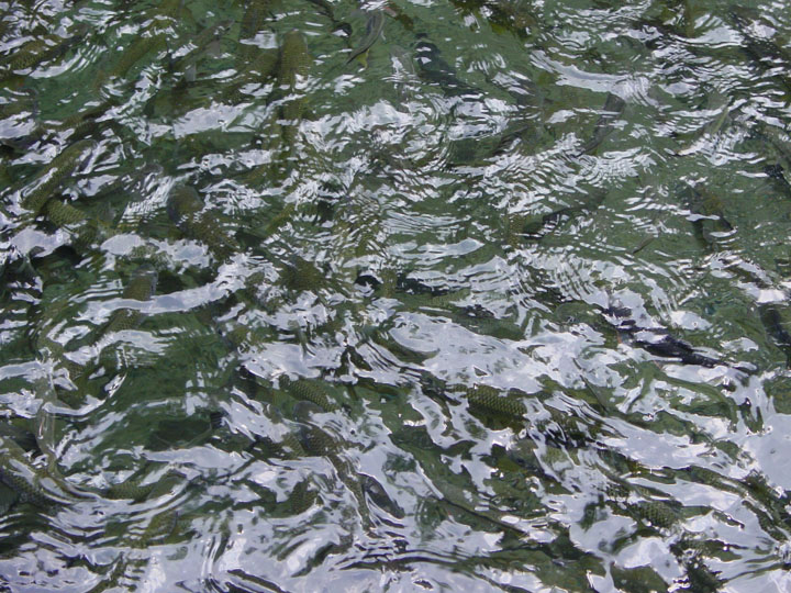 台灣固魚 攝影：陳銘祥
