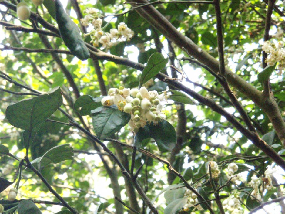 柚子花 攝影：鄭瑄頤