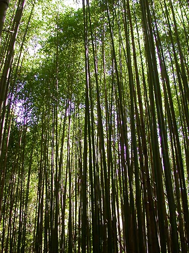 竹林 攝影：阿英的登山小站