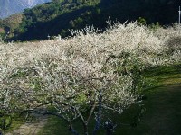白茫茫<br/> 攝影：老山羊