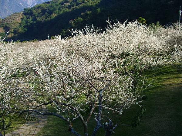 白茫茫 攝影：老山羊