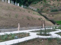 雅聞七里香玫瑰森林<br/> 攝影：Eva隨手拍