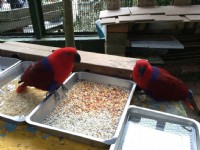 森林鳥花園的鳥兒<br/> 攝影：mylovefamily.tw