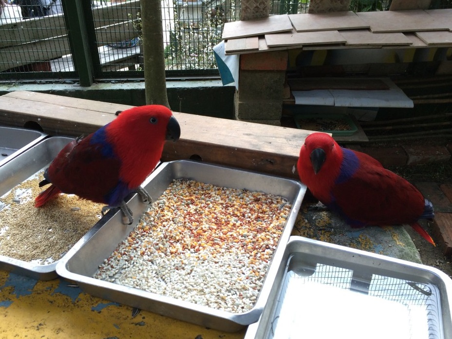 森林鳥花園的鳥兒 攝影：mylovefamily.tw