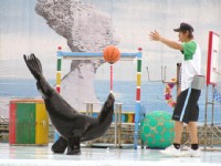 海獅籃球秀<br/> 攝影：野柳海洋世界