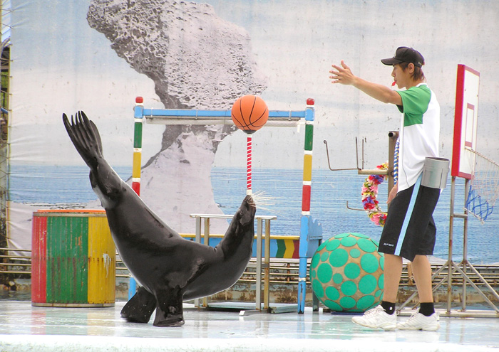海獅籃球秀 攝影：野柳海洋世界