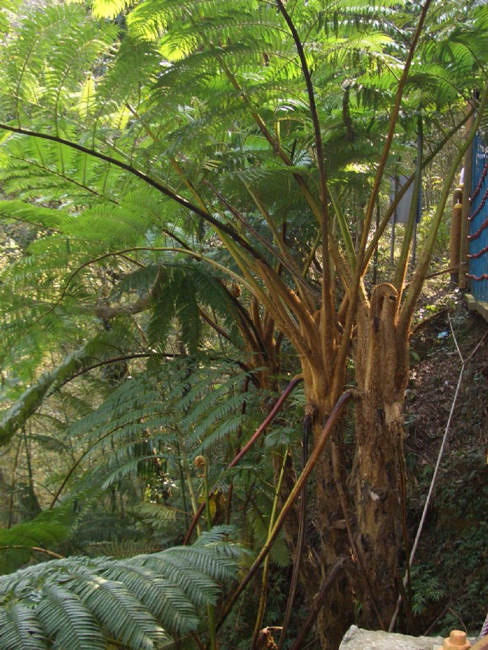 古道內蕨類植物 攝影：鄭瑄頤