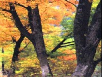 米亞羅風光-02<br/> 攝影：四川旅遊信息網