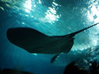 魟魚<br/> 攝影：簡時強
