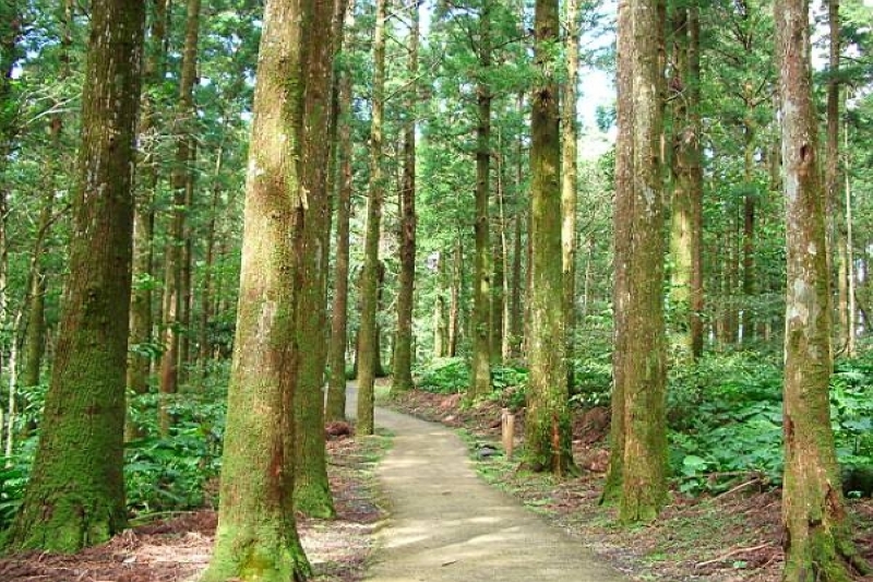 翁鬱樹林 攝影：老山羊部落格