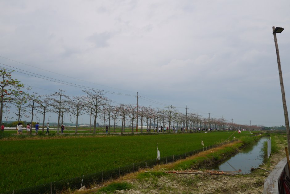林初埤木棉花道 攝影：旅遊王攝影組